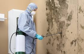 Why You Should Choose Our Mold Remediation Services in Ballplay, AL